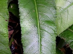 Streptocarpus primulifolius leaf