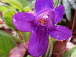 Streptocarpus species, cultivar or hybrid