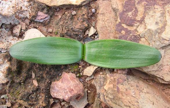 Strumaria gemmata leaves