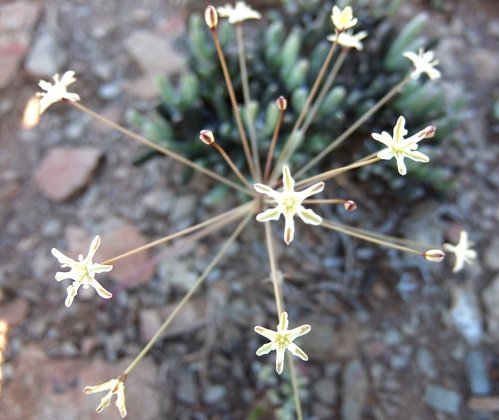 Strumaria gemmata