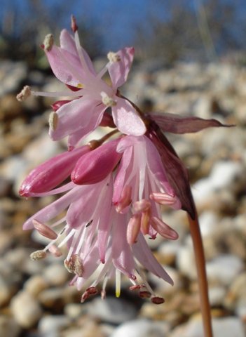 Strumaria truncata flowers