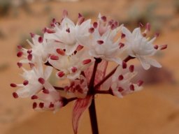 Strumaria bidentata showing fresh desert flowers