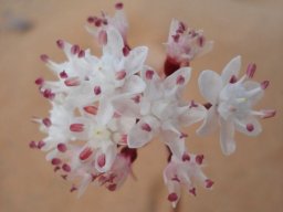 Strumaria bidentata