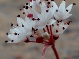 Strumaria bidentata older flowers