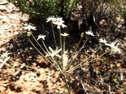 Strumaria gemmata inflorescence from the side