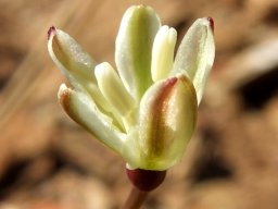 Strumaria gemmata making an entrance
