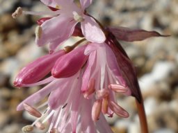 Strumaria truncata flowers