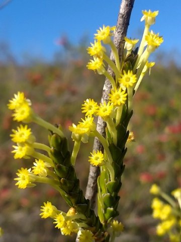 Struthiola argentea
