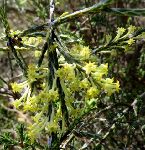Struthiola ciliata