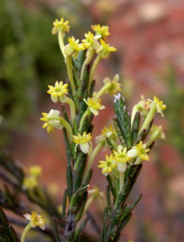 Struthiola confusa or jakkalsgare
