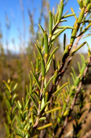 Struthiola eckloniana stems and leaves