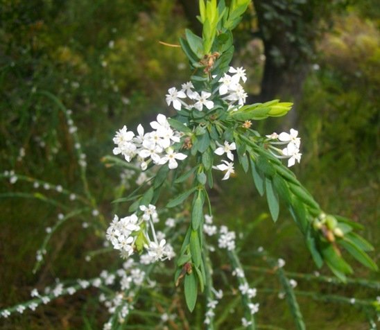 Struthiola myrsinites