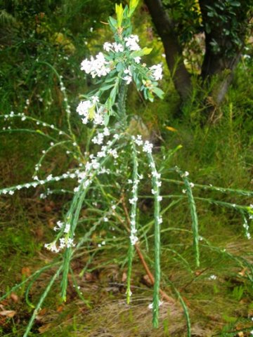 Struthiola myrsinites