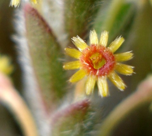 Struthiola tomentosa flower
