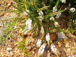 Struthiola striata