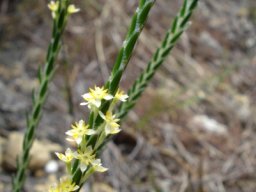 Struthiola ciliata leaves