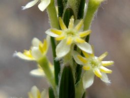 Struthiola ciliata flower spike