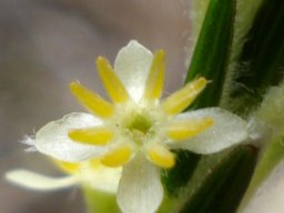 Struthiola ciliata flower