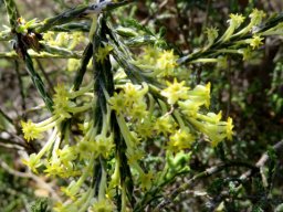 Struthiola ciliata