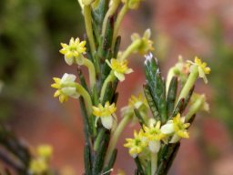 Struthiola confusa or jakkalsgare