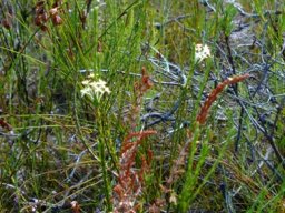 Struthiola dodecandra