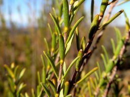 Struthiola eckloniana stems and leaves