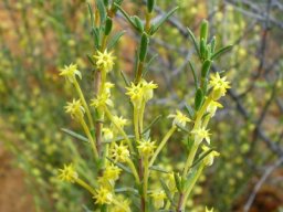 Struthiola leptantha