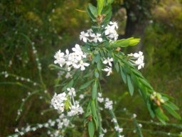 Struthiola myrsinites