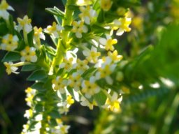 Struthiola striata, one of the roemenaggies