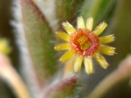 Struthiola tomentosa flower