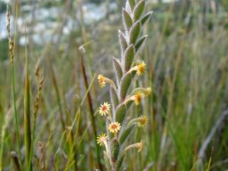 Struthiola tomentosa