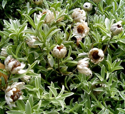 Syncarpha argyropsis in summer