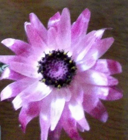 Syncarpha canescens subsp. canescens
