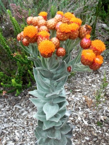 Syncarpha eximia