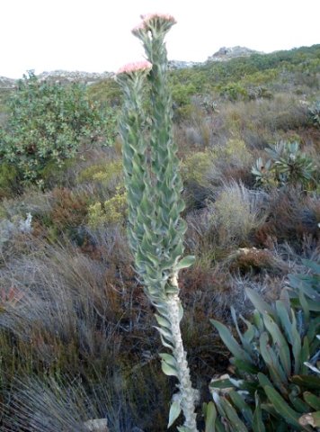 Syncarpha milleflora