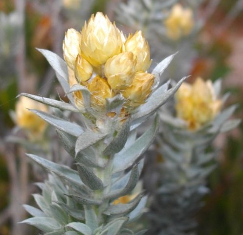 Syncarpha paniculata