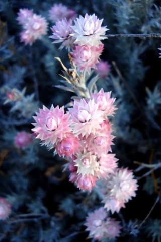 Syncarpha paniculata