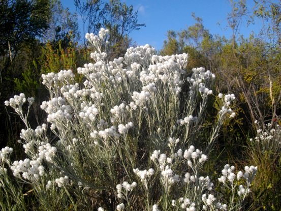Syncarpha paniculata erect branches