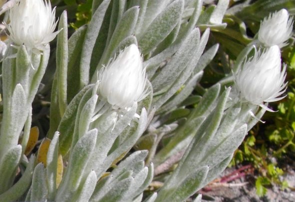 Syncarpha vestita