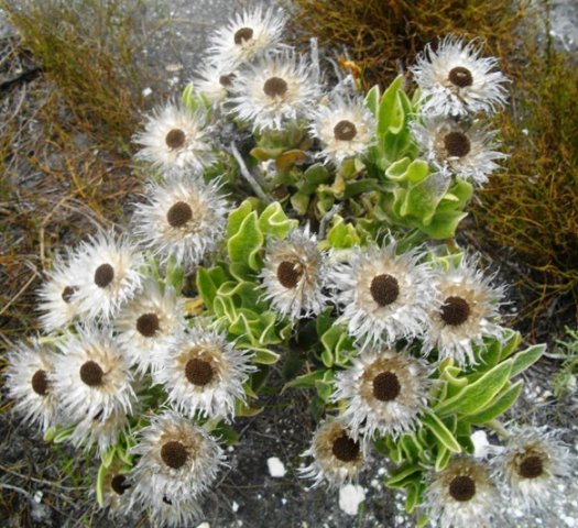 Syncarpha vestita