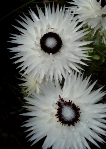 Syncarpha vestita floral geometry 