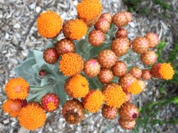 Syncarpha eximia closed and open flowerheads