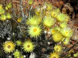 Syncarpha ferruginea flowerheads