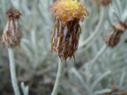 Syncarpha gnaphaloides flowerhead