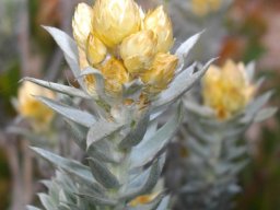 Syncarpha paniculata