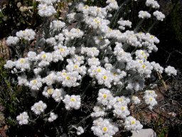 Syncarpha paniculata flowering vigorously