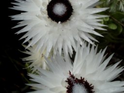 Syncarpha vestita floral geometry 