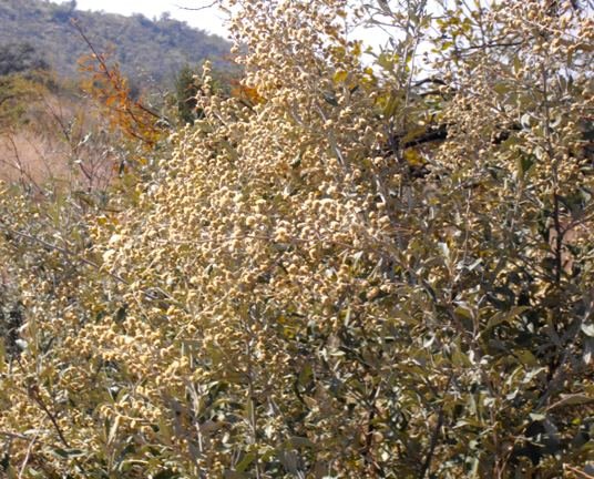 Tarchonanthus camphoratus in the Pilanesberg