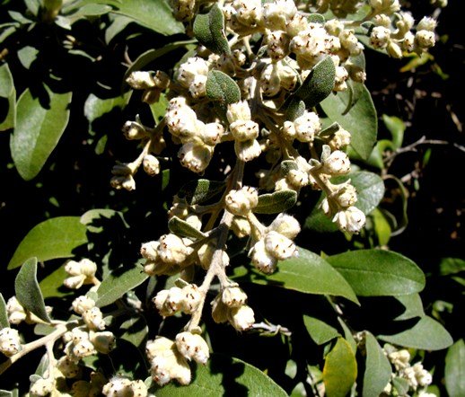 Tarchonanthus littoralis female florets and fruit