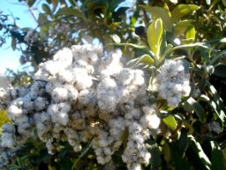 Tarchonanthus littoralis hiding her fruits in wool
